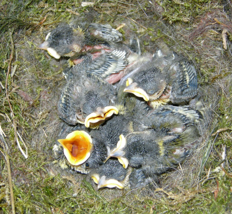 Jonge koolmeisjes