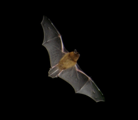 Dwergvleermuis in volle vlucht