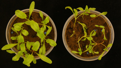 Sugar beet seedlings, growing well on the left due to micro-organisms, on the right less well-growing without micro-organisms