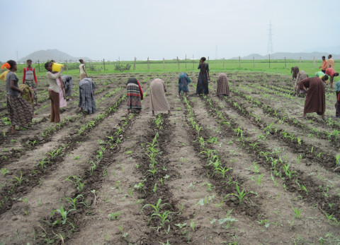 Working in a sorghum field