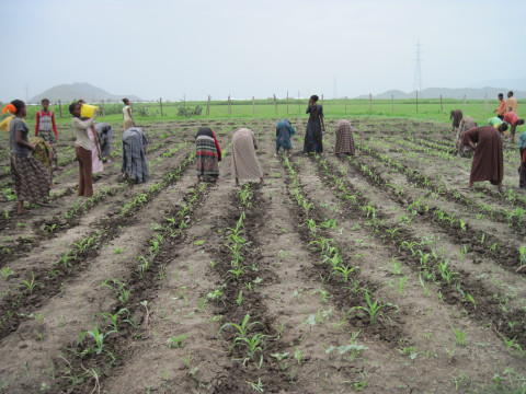 Working in a sorghum field