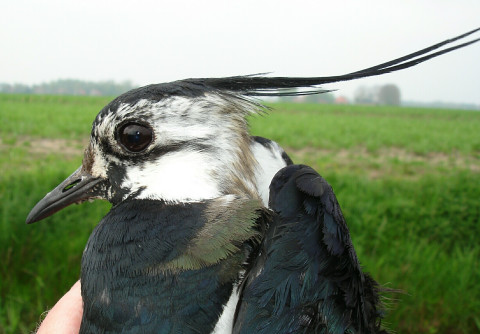 Lapwing