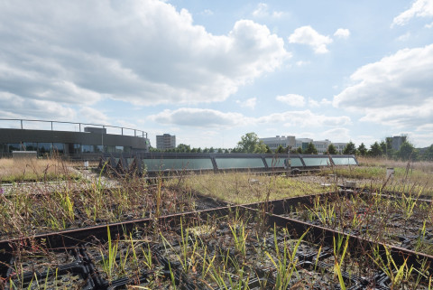 Planten op het groene dak van NIOO-KNAW