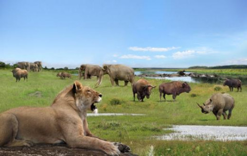 Pleistocene