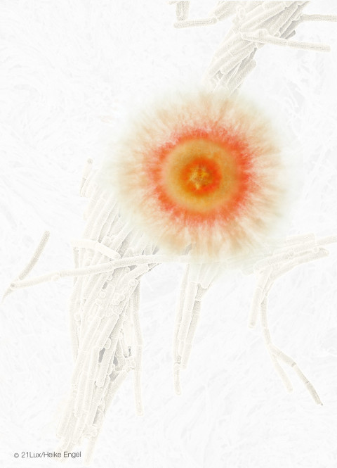 Terpenes