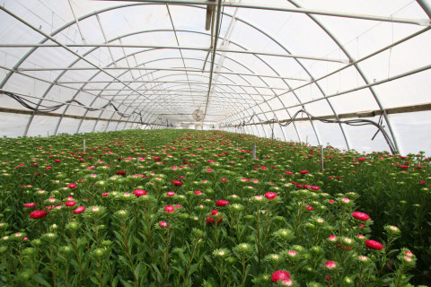 Red chrysanthemum blooming in greenhouse