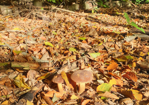 Mushrooms in the forest floor