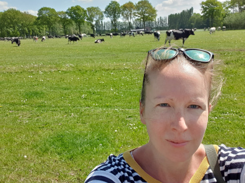 Hannula in a field with cows