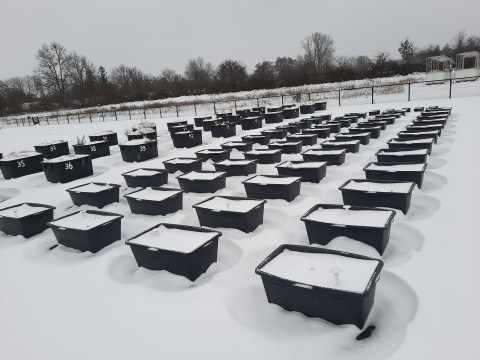 Tubs with soil and fungi covered with snow