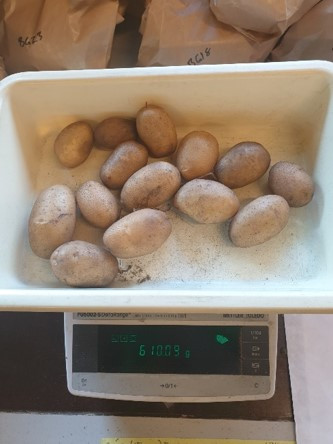 Potatoes being weighed