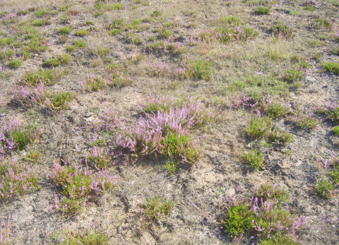 Reijerscamp heidebodemtransplantatie