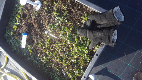 Soil sampling