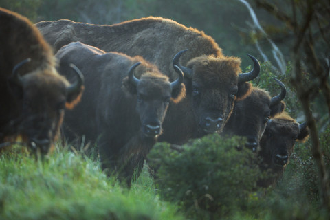 Een kudde wisenten in de Kennemerduinen