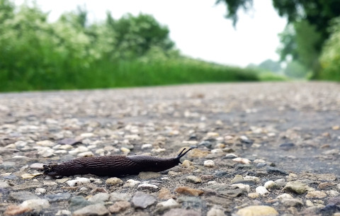 Naaktslak op een weg