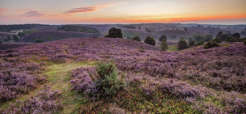Veluwezoom heide