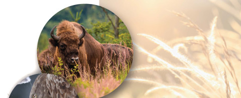 Rewilding Symposium programme