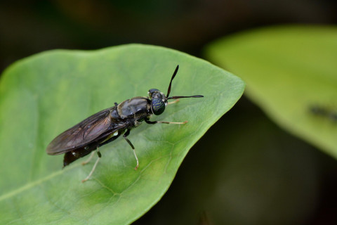 insect op blad