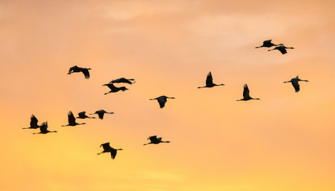 vliegende vogels voor oranje lucht