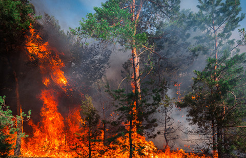 Climate change and the biosphere
