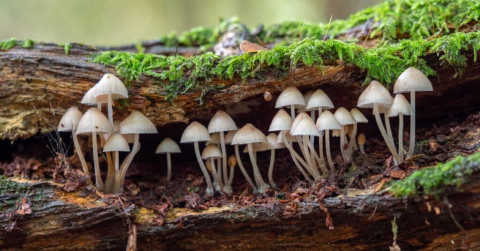 paddenstoelen