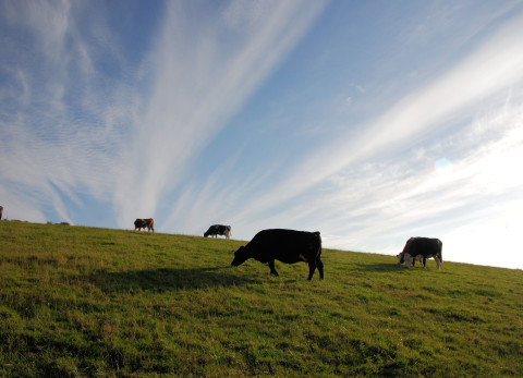 Landschap met koeien