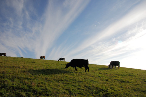 Landschap met koeien