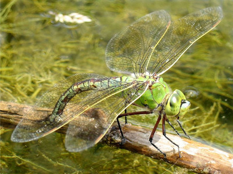 One of the insect species impacted by climate change