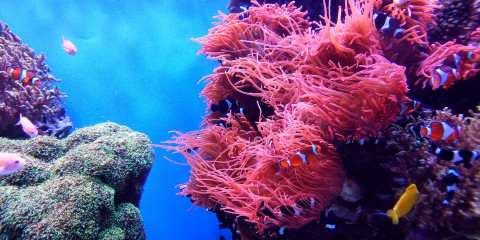 Secrets of the Sea