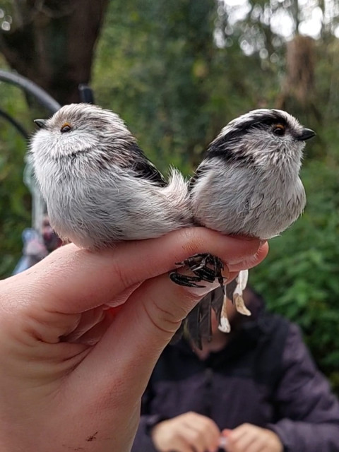 twee vogels