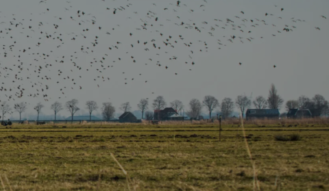 De Balie: Natte Natuur