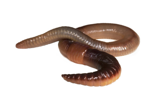 Tiny Ten: De regenworm