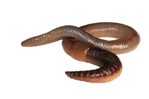 Tiny Ten: De regenworm
