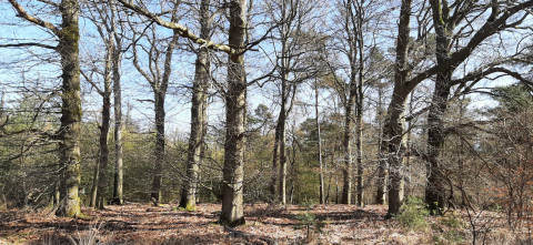 Beleef de Lente blog landschap (4)