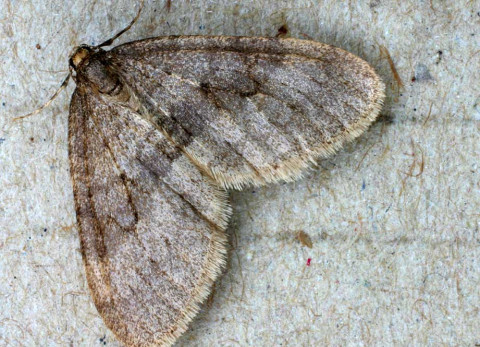 Winter moth