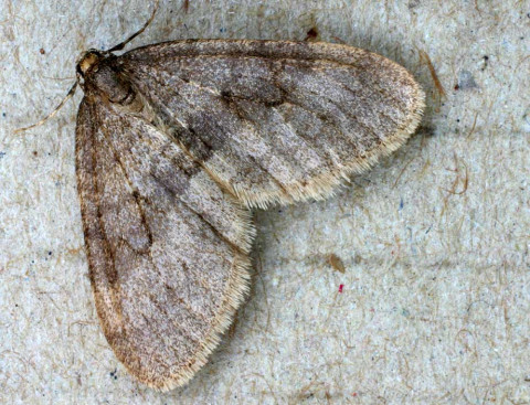 Winter moth