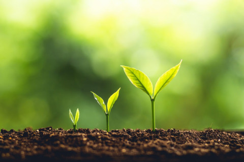Plant growth