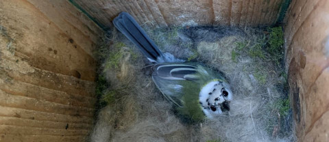 Koolmees met witte kop in nestkast