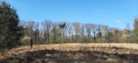 Bosgebied Oosterhout