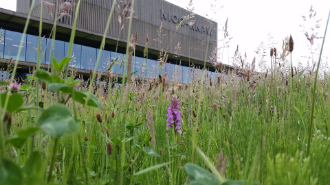 NIOO building with orchid