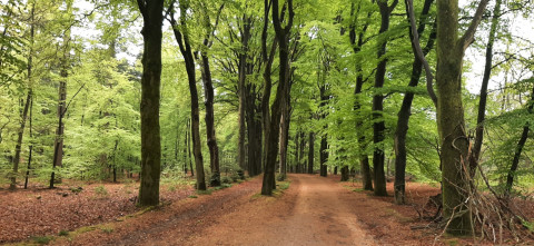 Beleef de Lente bos