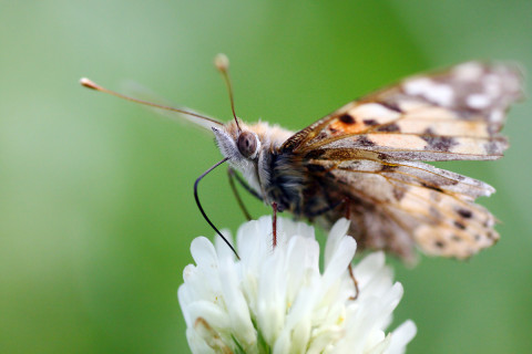 Vlinder als voorbeeld natuurdata