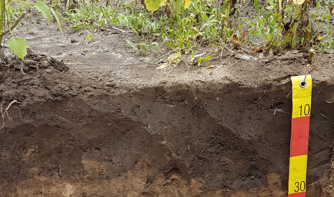 Microbes under your feet grow fat