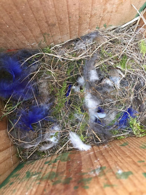 Nestkast kleurtjes staand