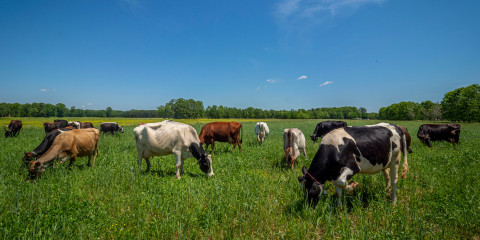 Koeien op  kruidenrijk grasland