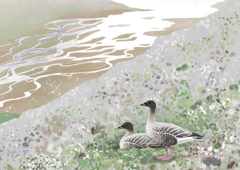 Geese Colonising New Land