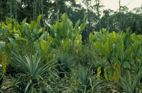 tropische landbouw