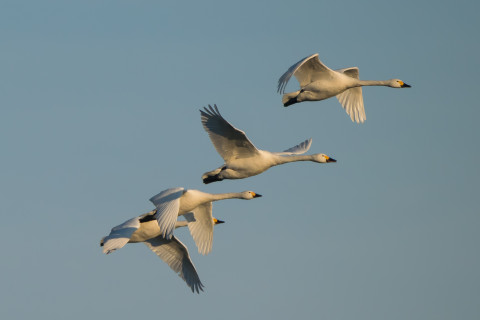 Bewick's swans