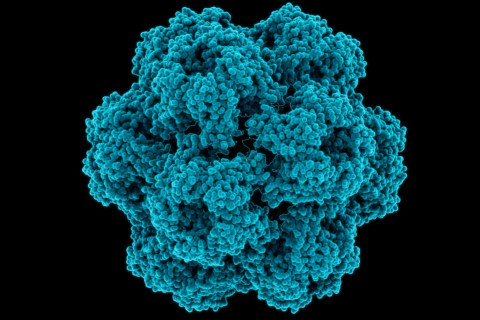 virus