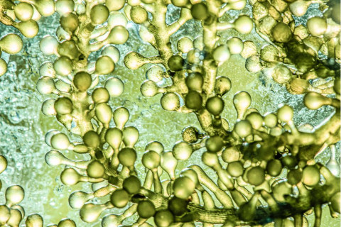 Microalgae