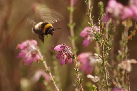 Hommel bestuift dopheide
